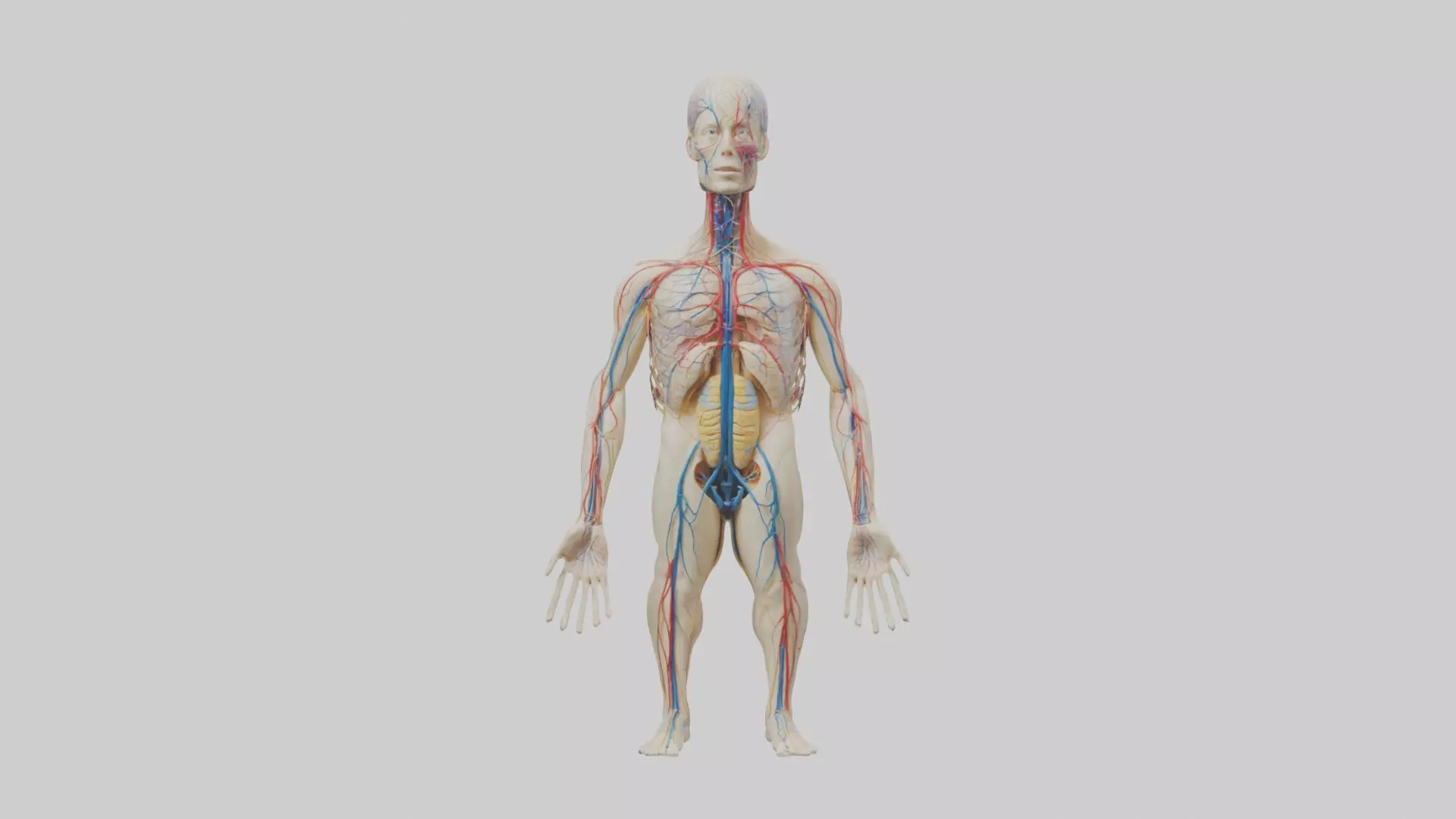 Human Nervous System 1 Low-poly 3D model_0