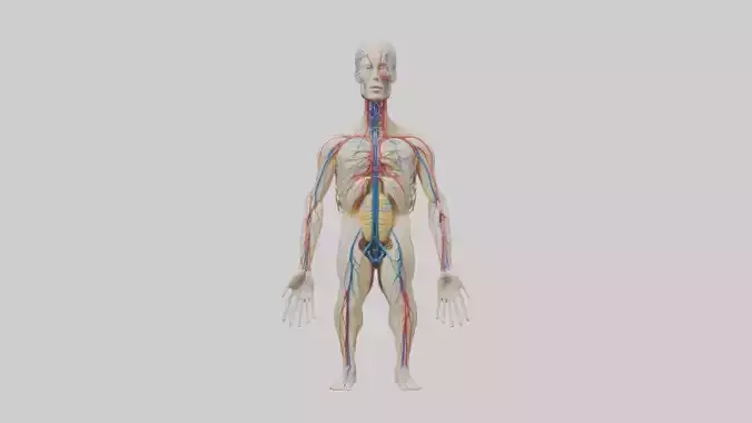 Human Nervous System 1