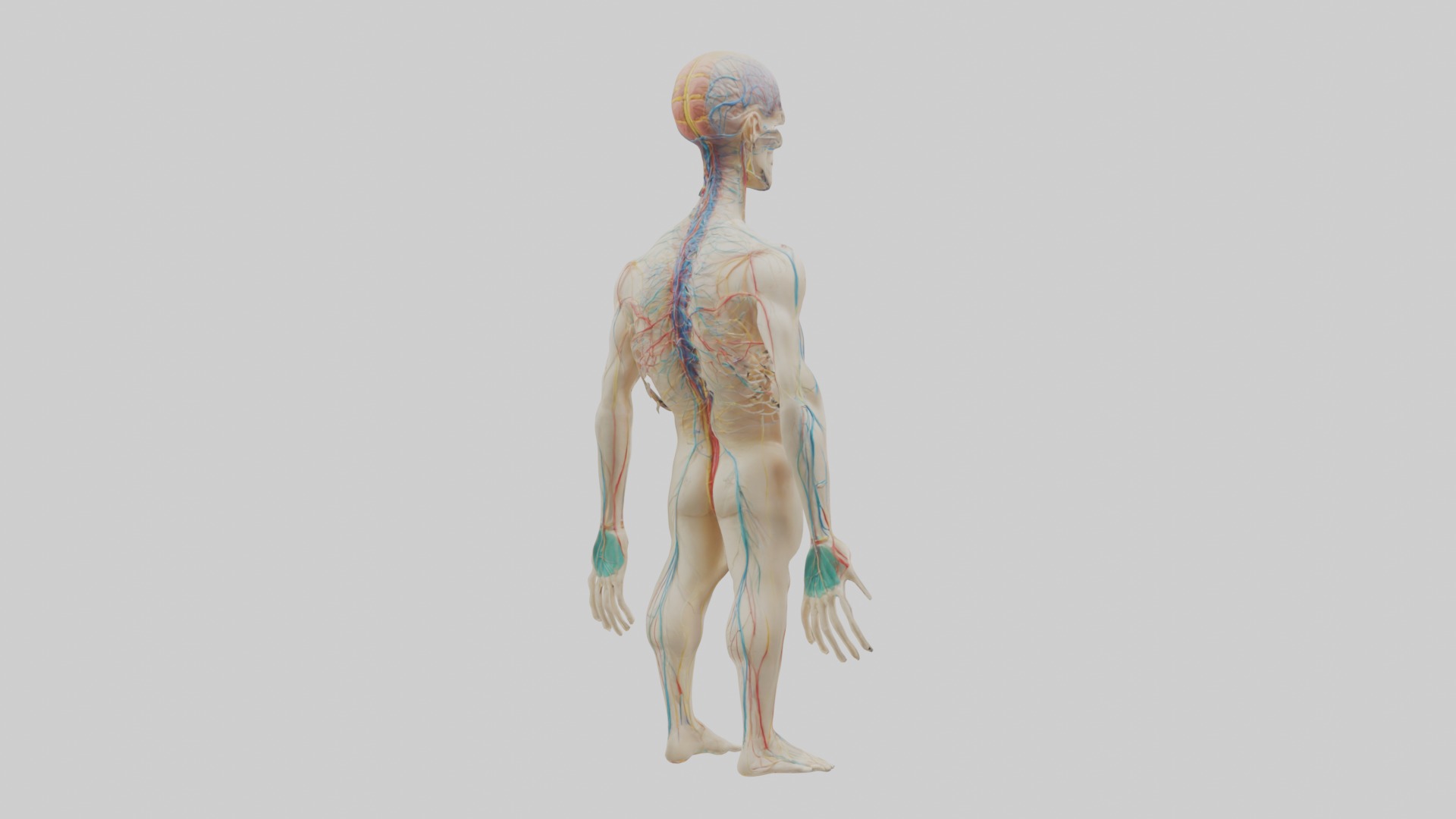 Human Nervous System 1 Low-poly 3D model_3