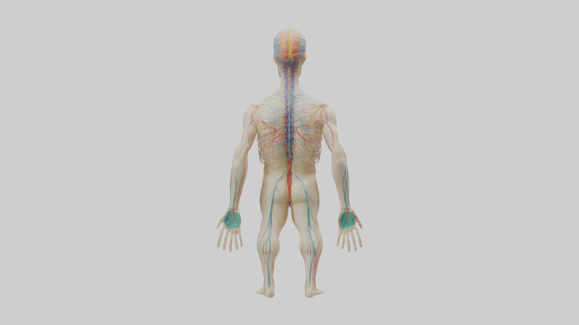 Human Nervous System 1 Low-poly 3D model_1