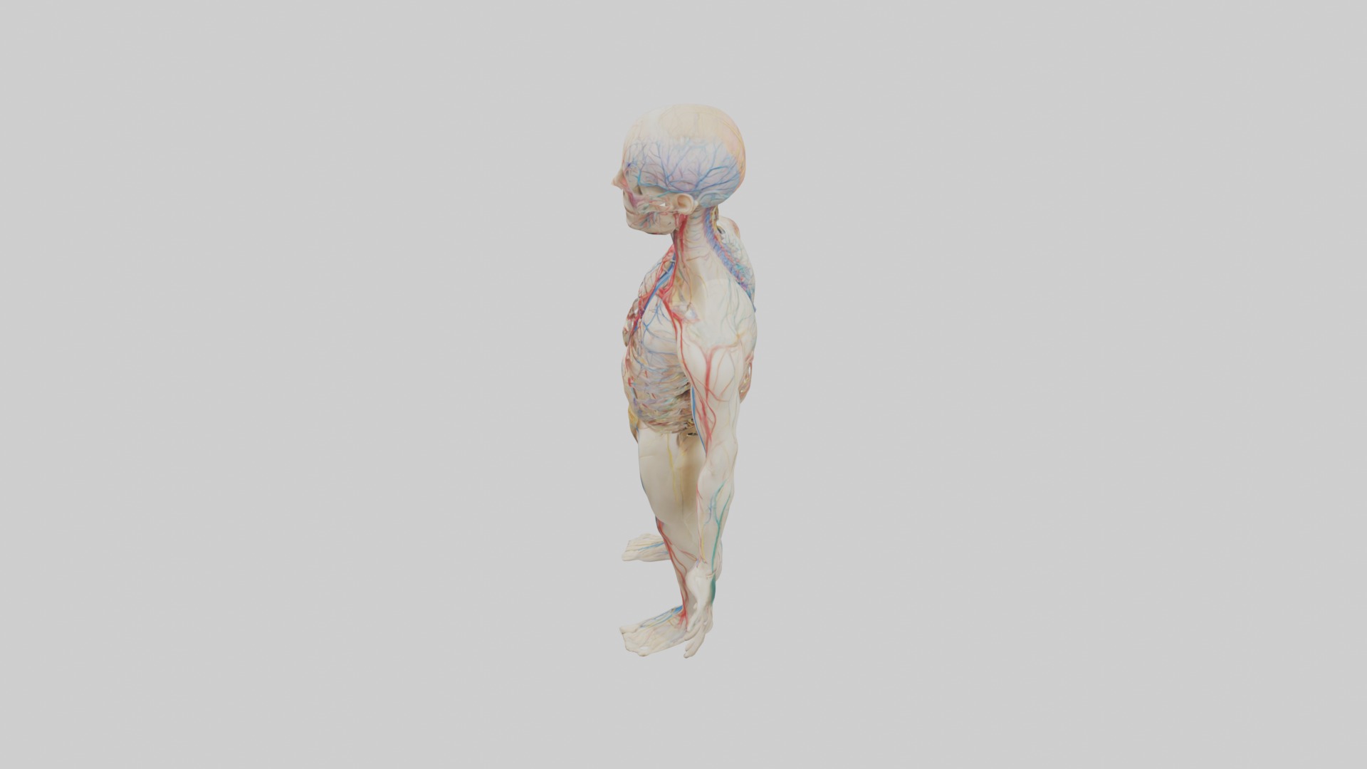 Human Nervous System 1 Low-poly 3D model_11