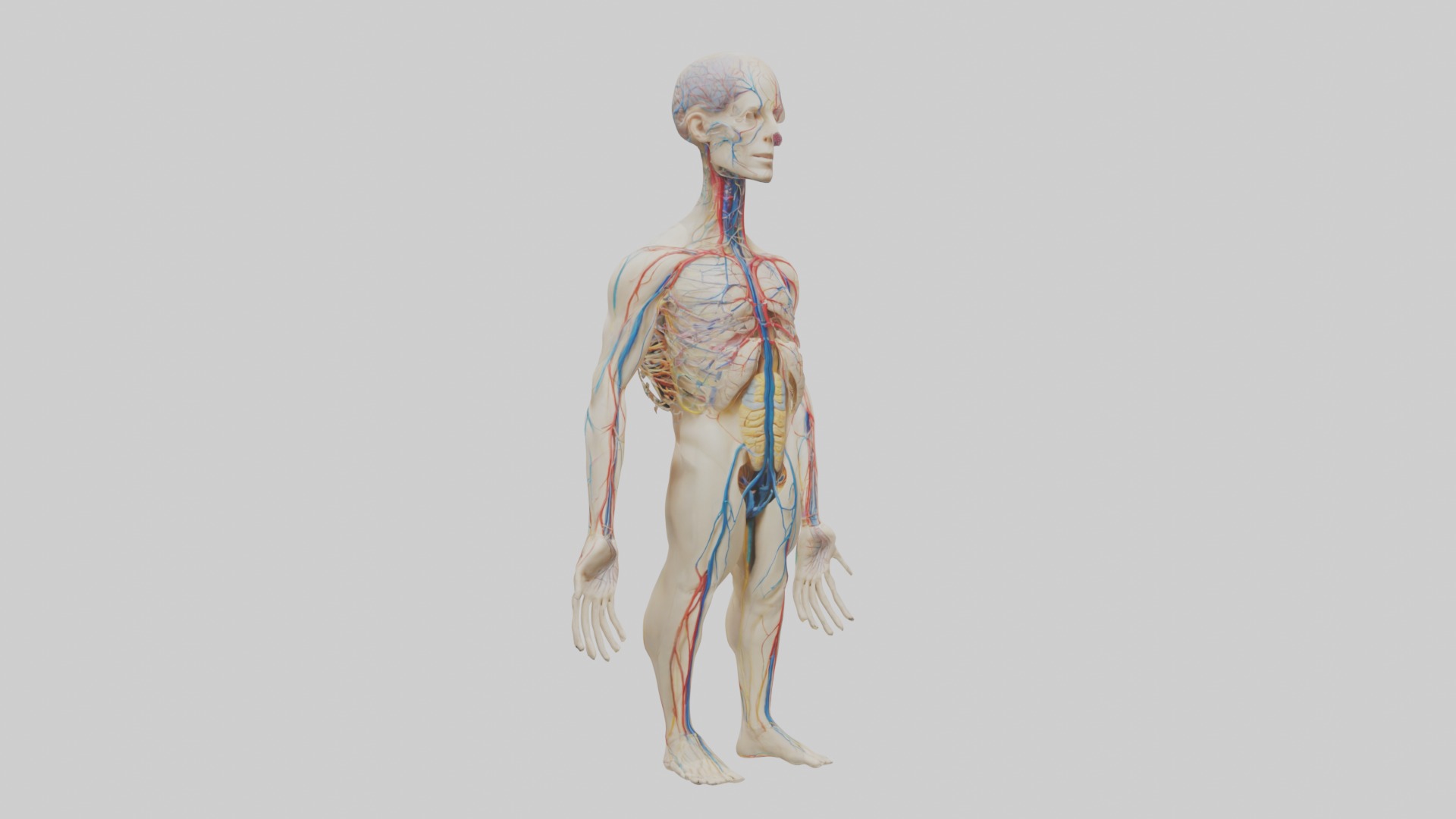 Human Nervous System 1 Low-poly 3D model_5
