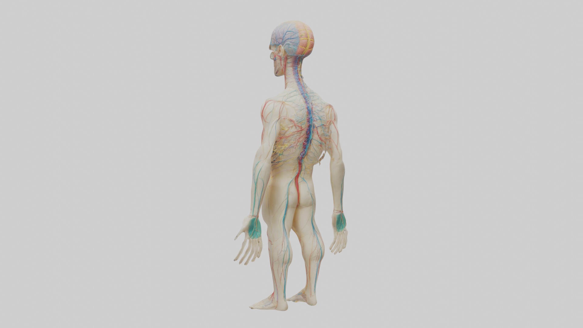 Human Nervous System 1 Low-poly 3D model_2