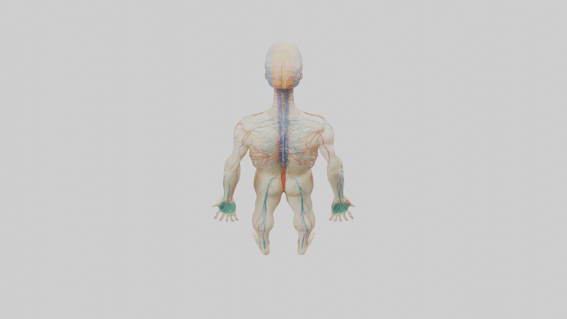 Human Nervous System 1 Low-poly 3D model_9