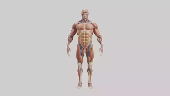Human Muscular System 1
