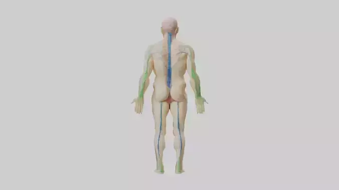 Human Lymphatic Syste 1 Low-poly 3D model