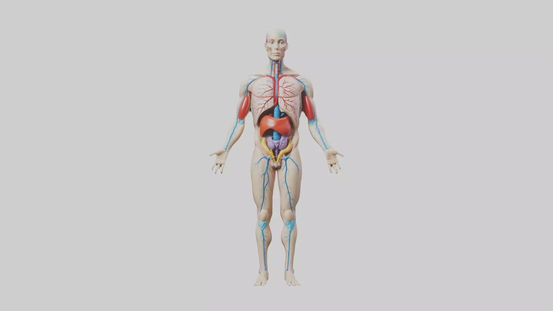 Human Endocrine Syste 1 Low-poly 3D model_0