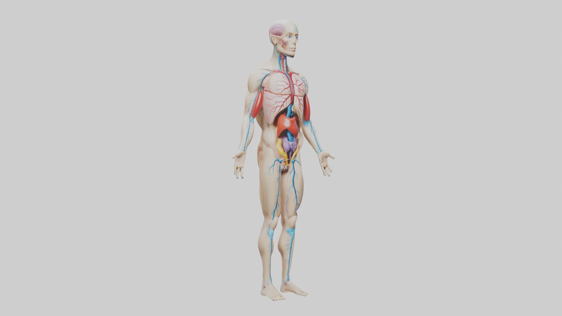 Human Endocrine Syste 1 Low-poly 3D model_5