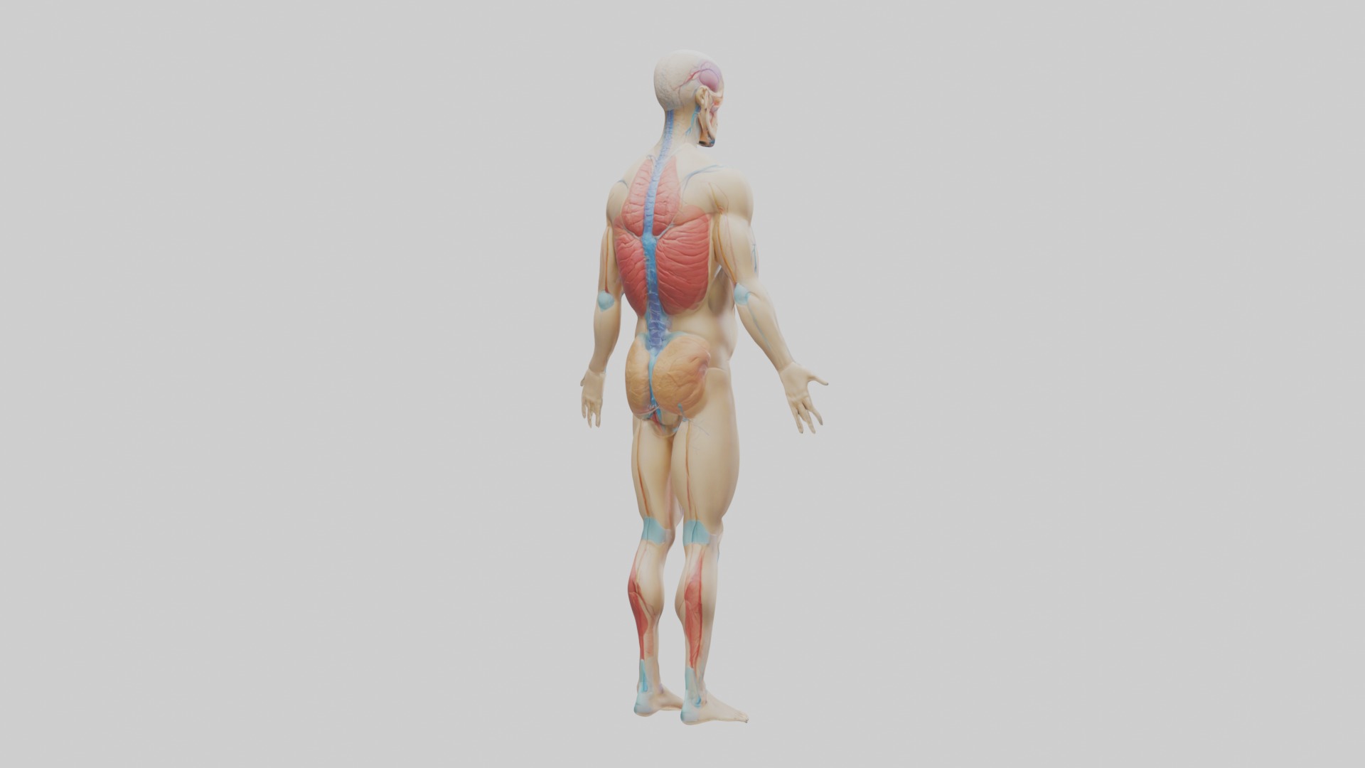 Human Endocrine Syste 1 Low-poly 3D model_3