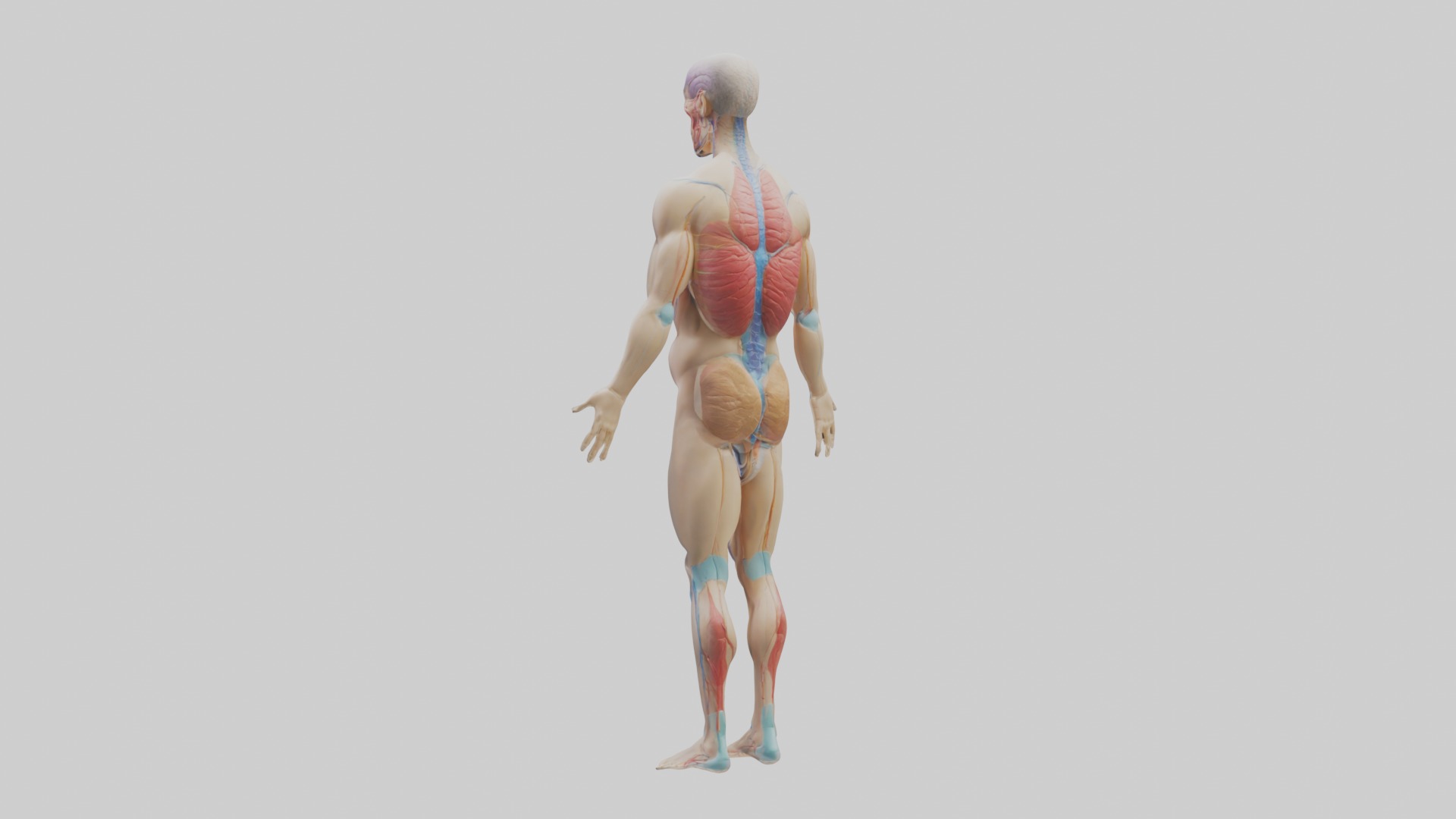 Human Endocrine Syste 1 Low-poly 3D model_2