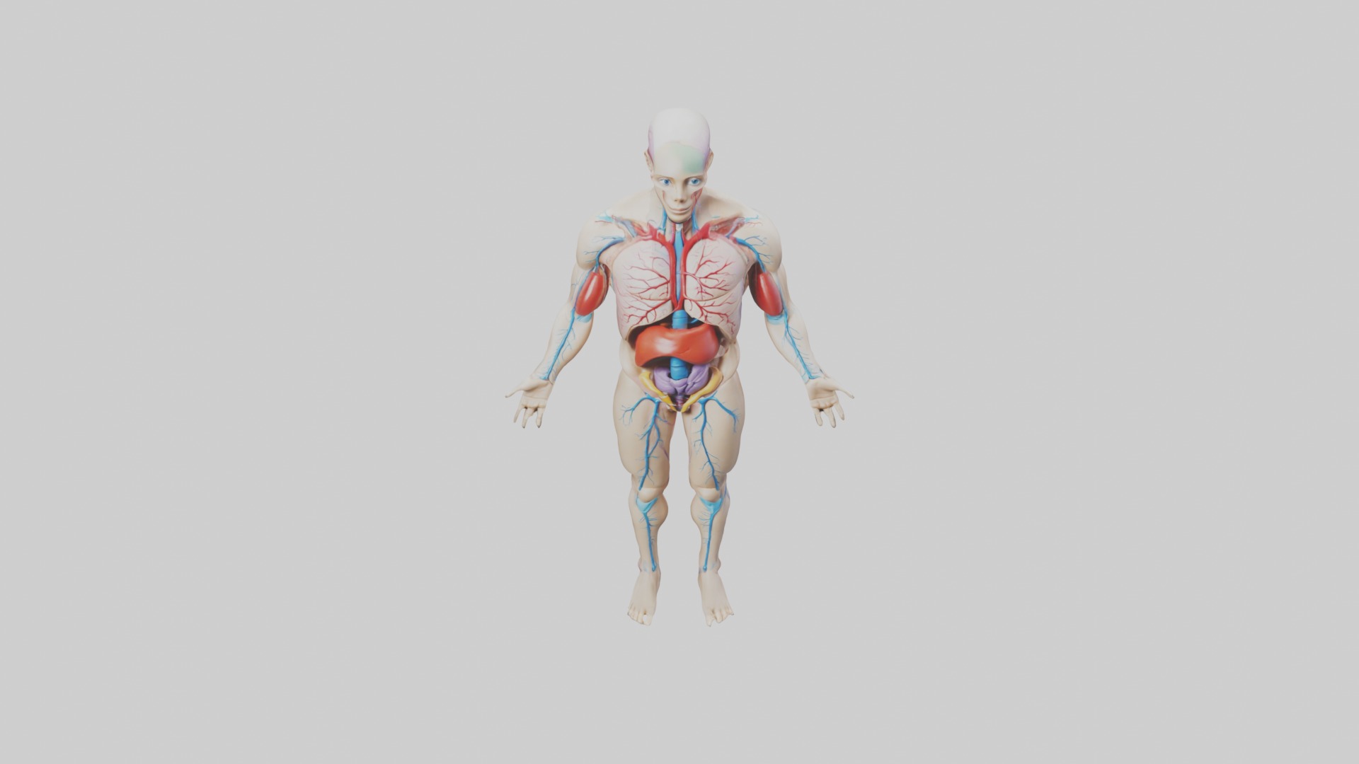 Human Endocrine Syste 1 Low-poly 3D model_10