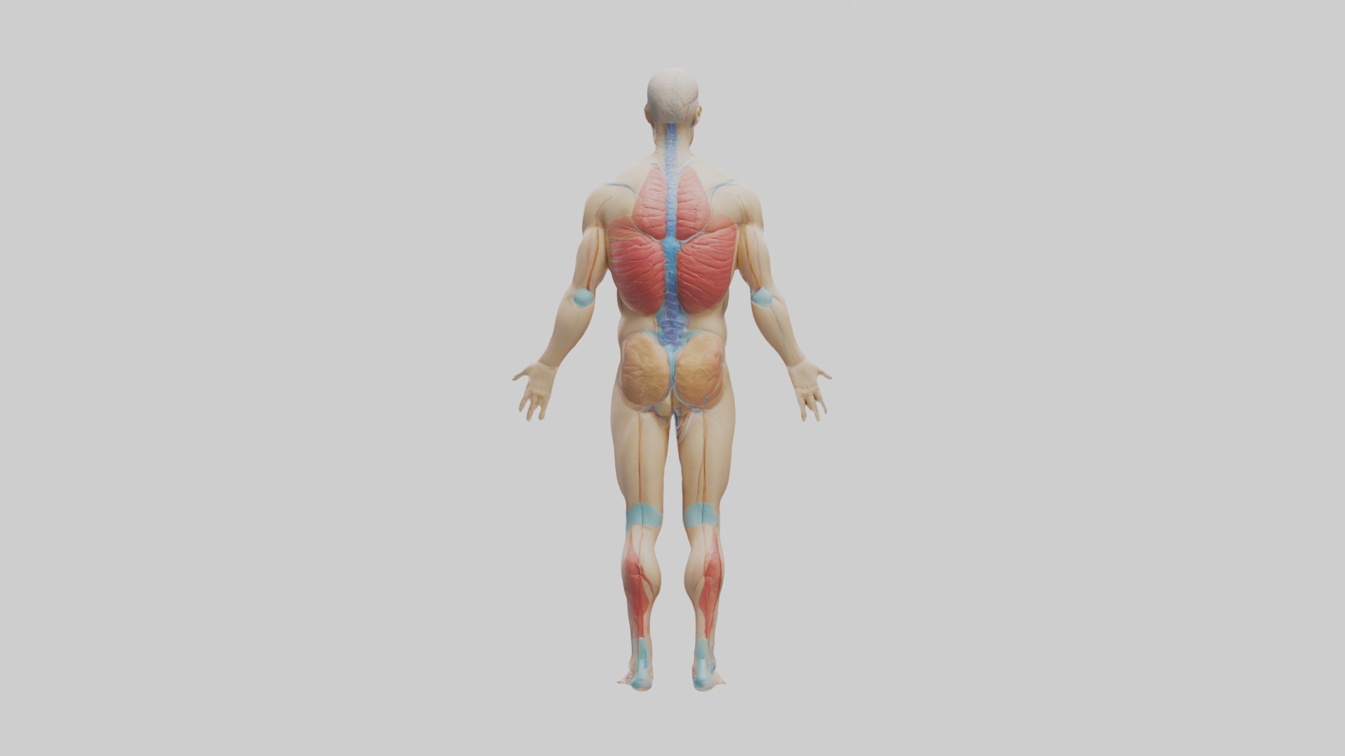 Human Endocrine Syste 1 Low-poly 3D model_1