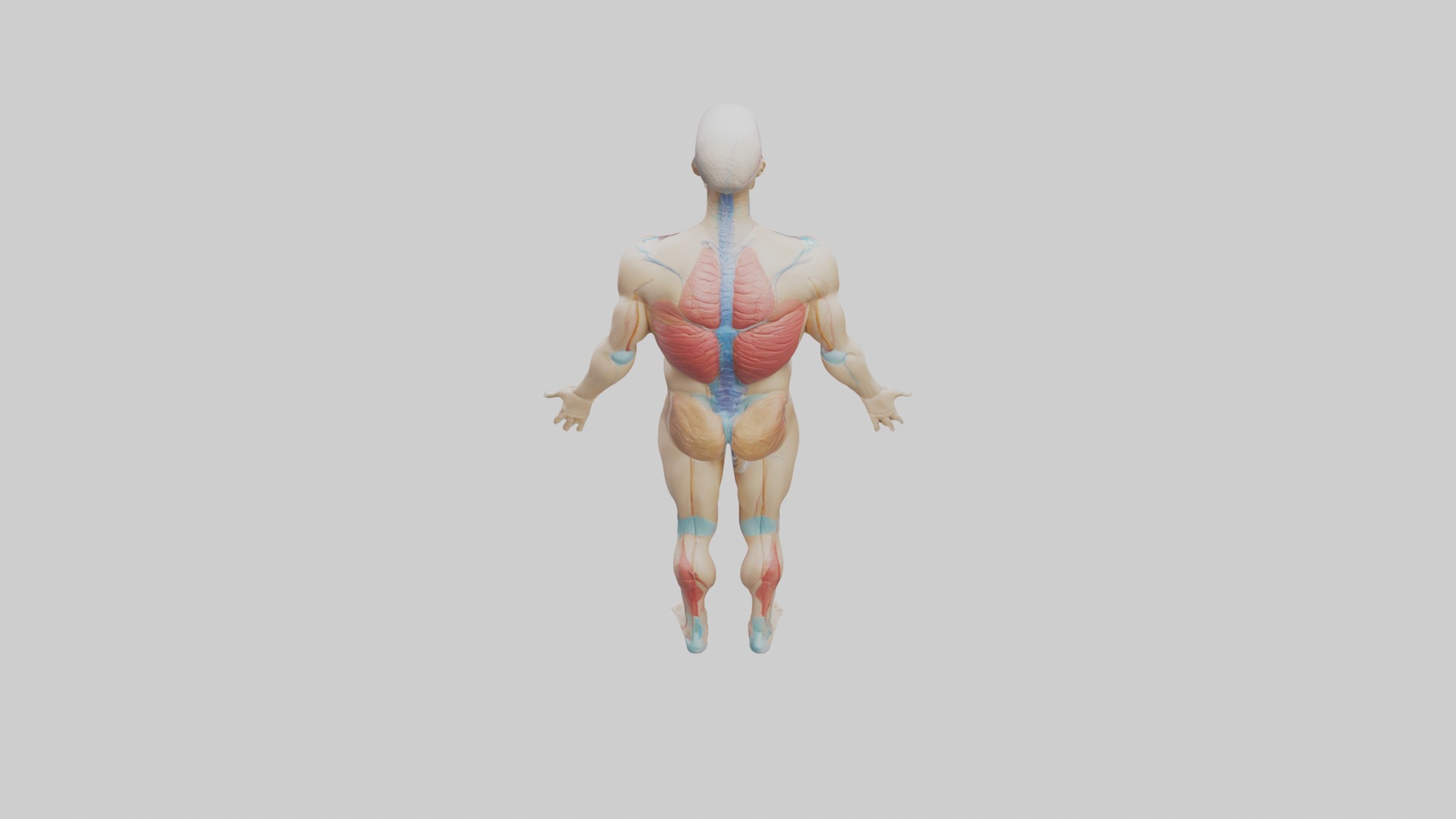 Human Endocrine Syste 1 Low-poly 3D model_9