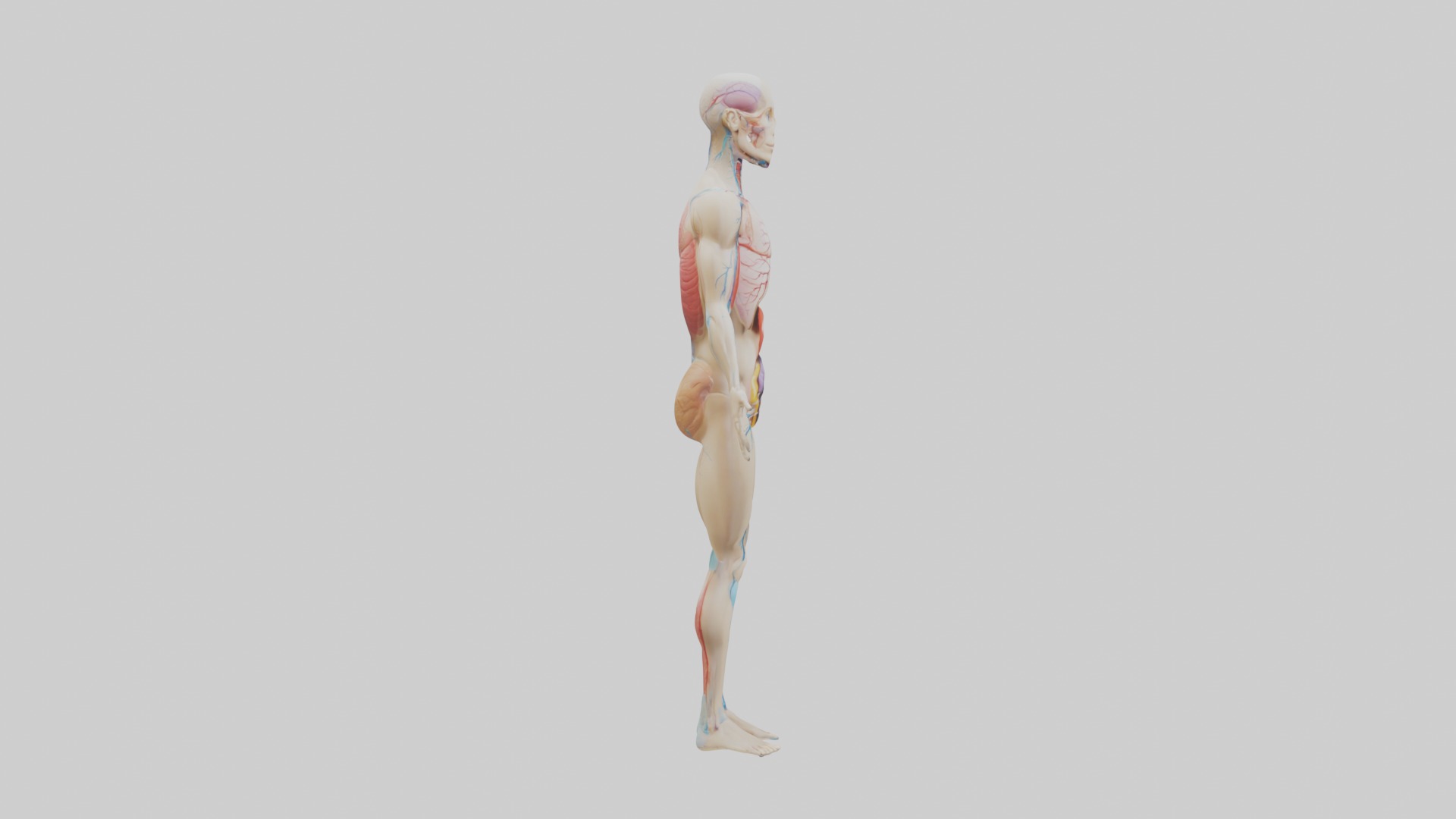 Human Endocrine Syste 1 Low-poly 3D model_7