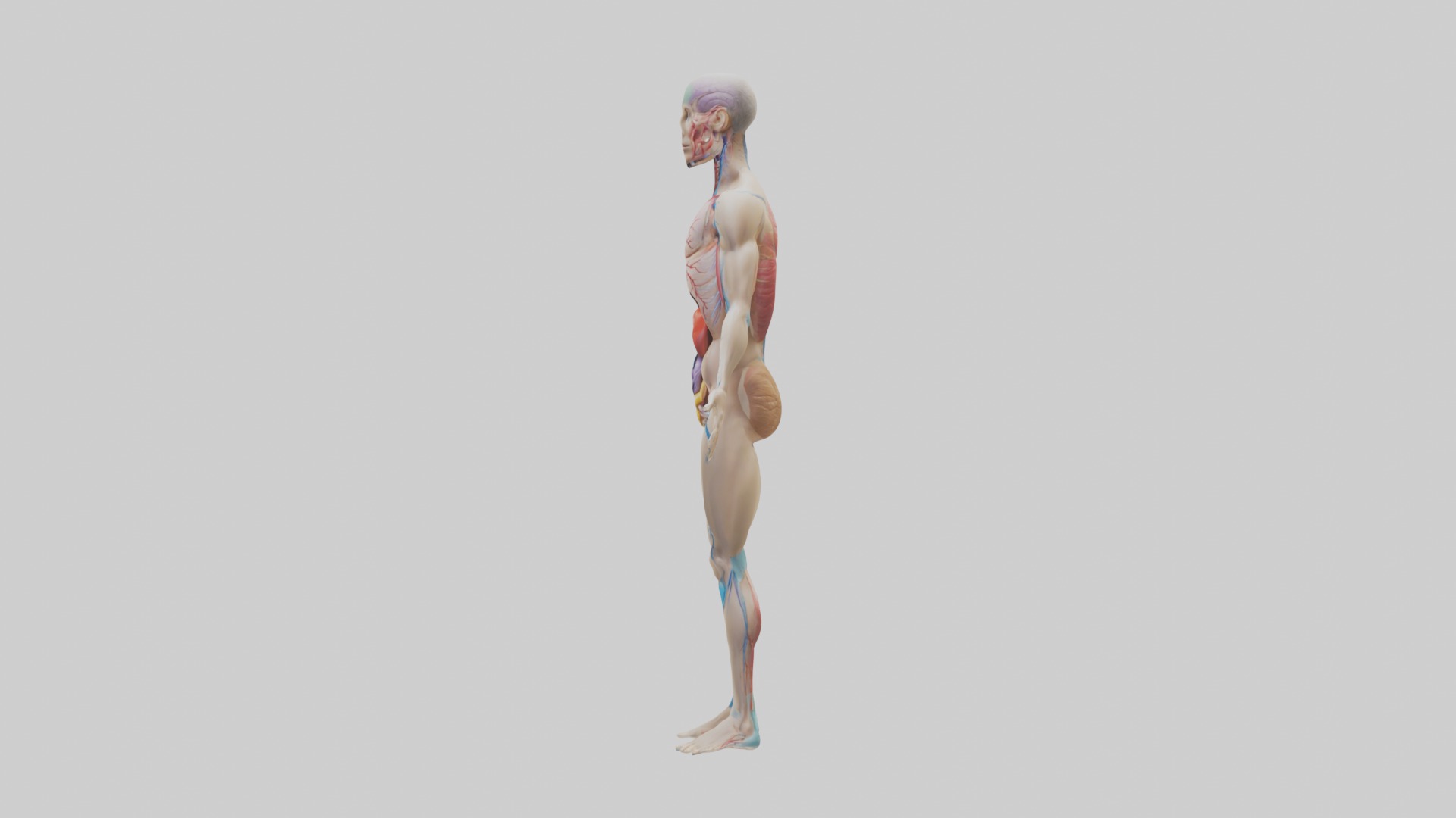 Human Endocrine Syste 1 Low-poly 3D model_6