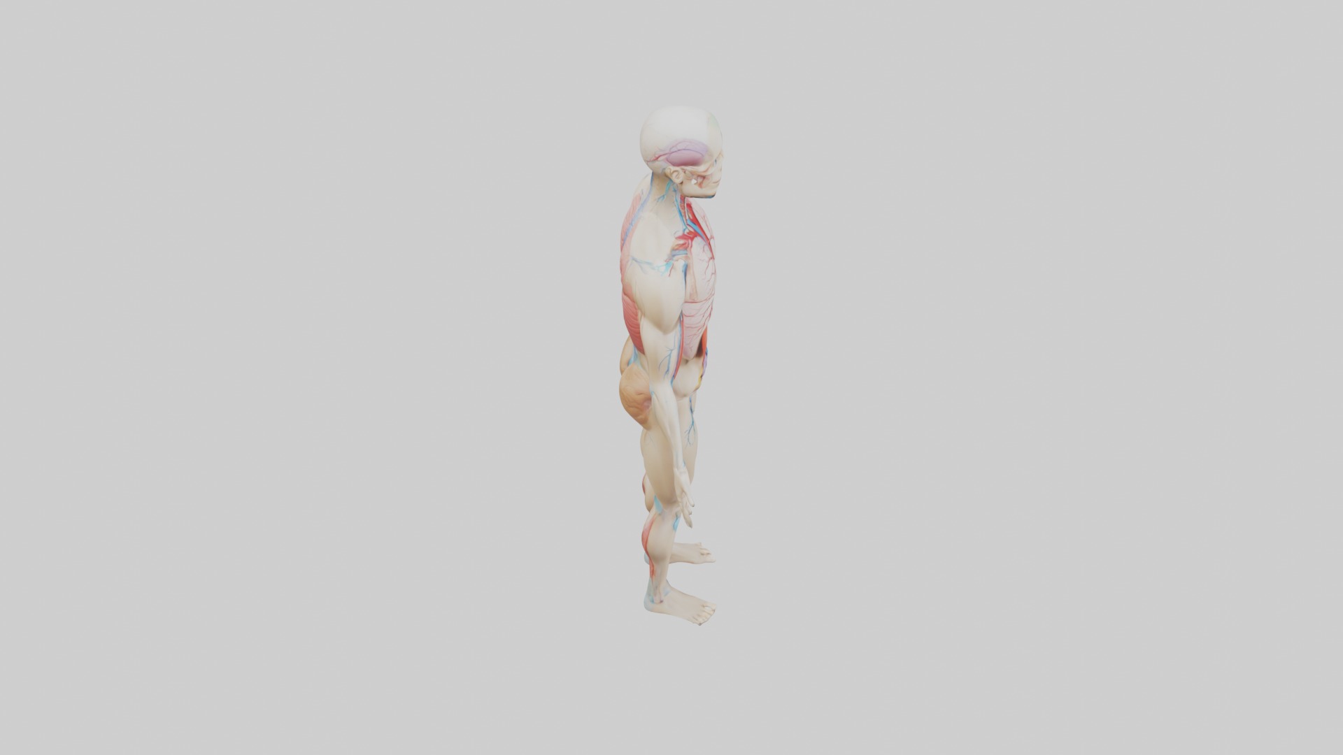 Human Endocrine Syste 1 Low-poly 3D model_12