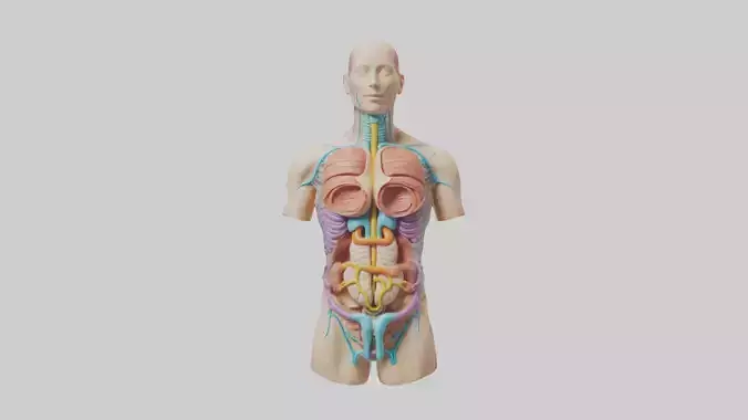 Human Digestive Syste 1