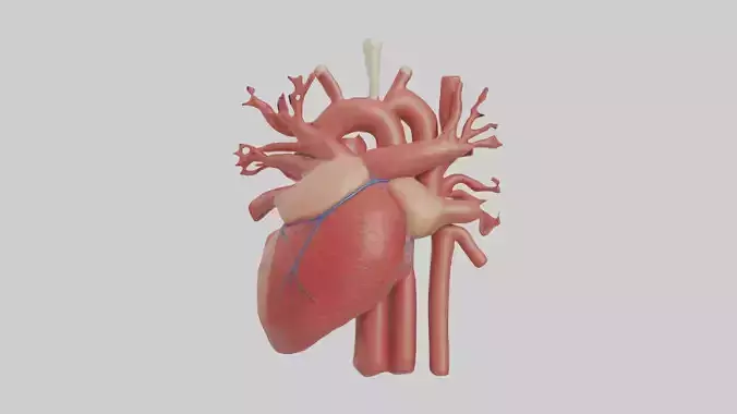 Human Circulatory Sys 1