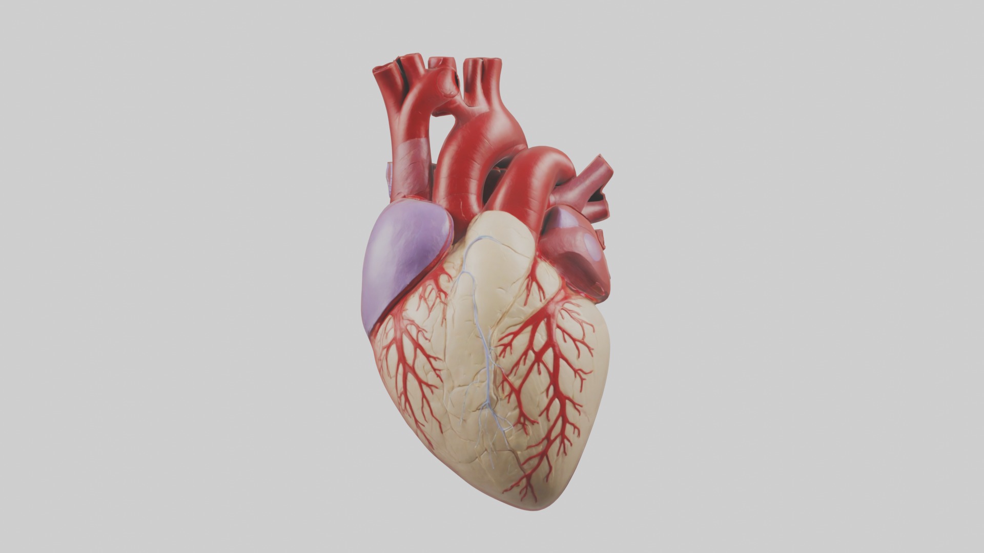 Heart Model 1 Low-poly 3D model_3
