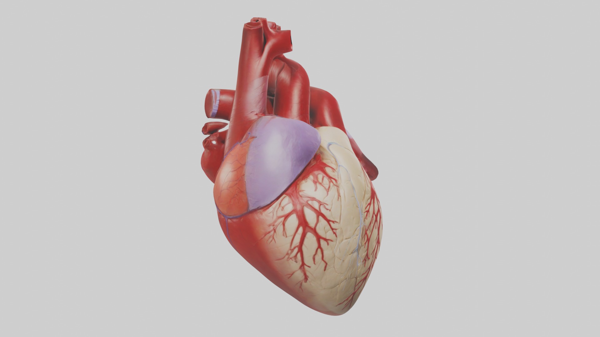 Heart Model 1 Low-poly 3D model_5