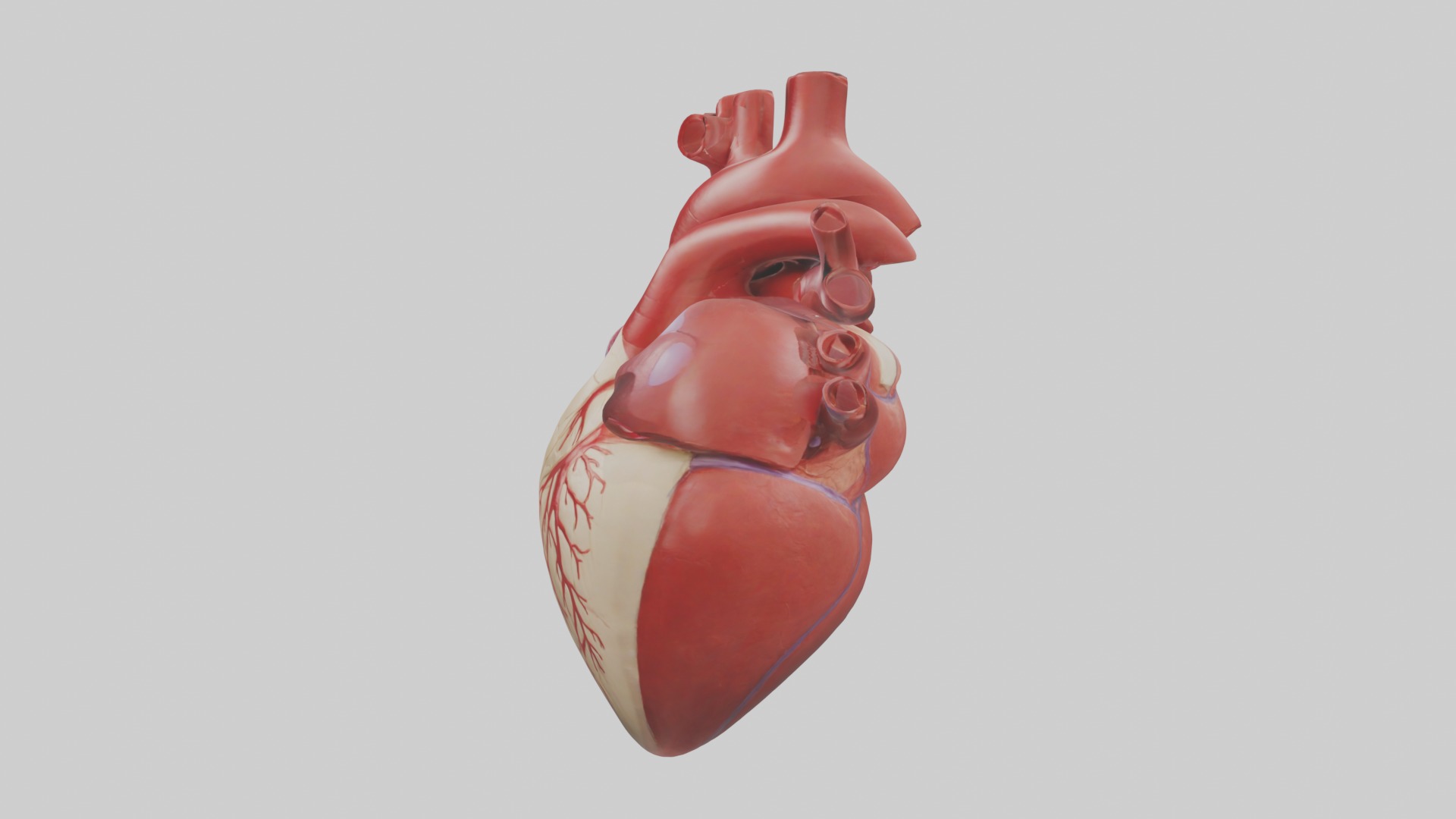 Heart Model 1 Low-poly 3D model_6