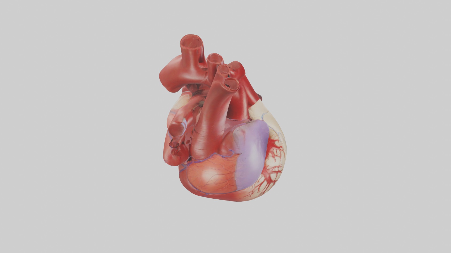 Heart Model 1 Low-poly 3D model_12