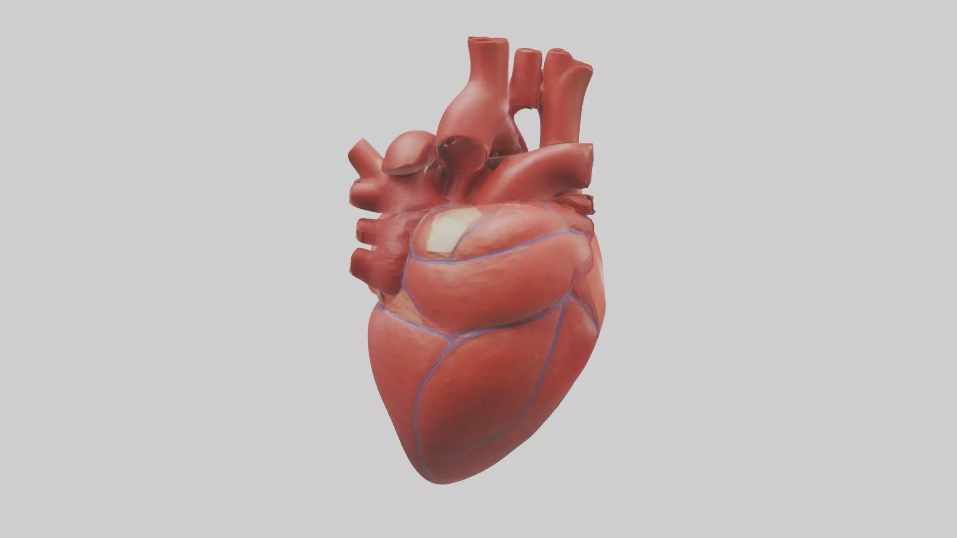 Heart Model 1 Low-poly 3D model_0