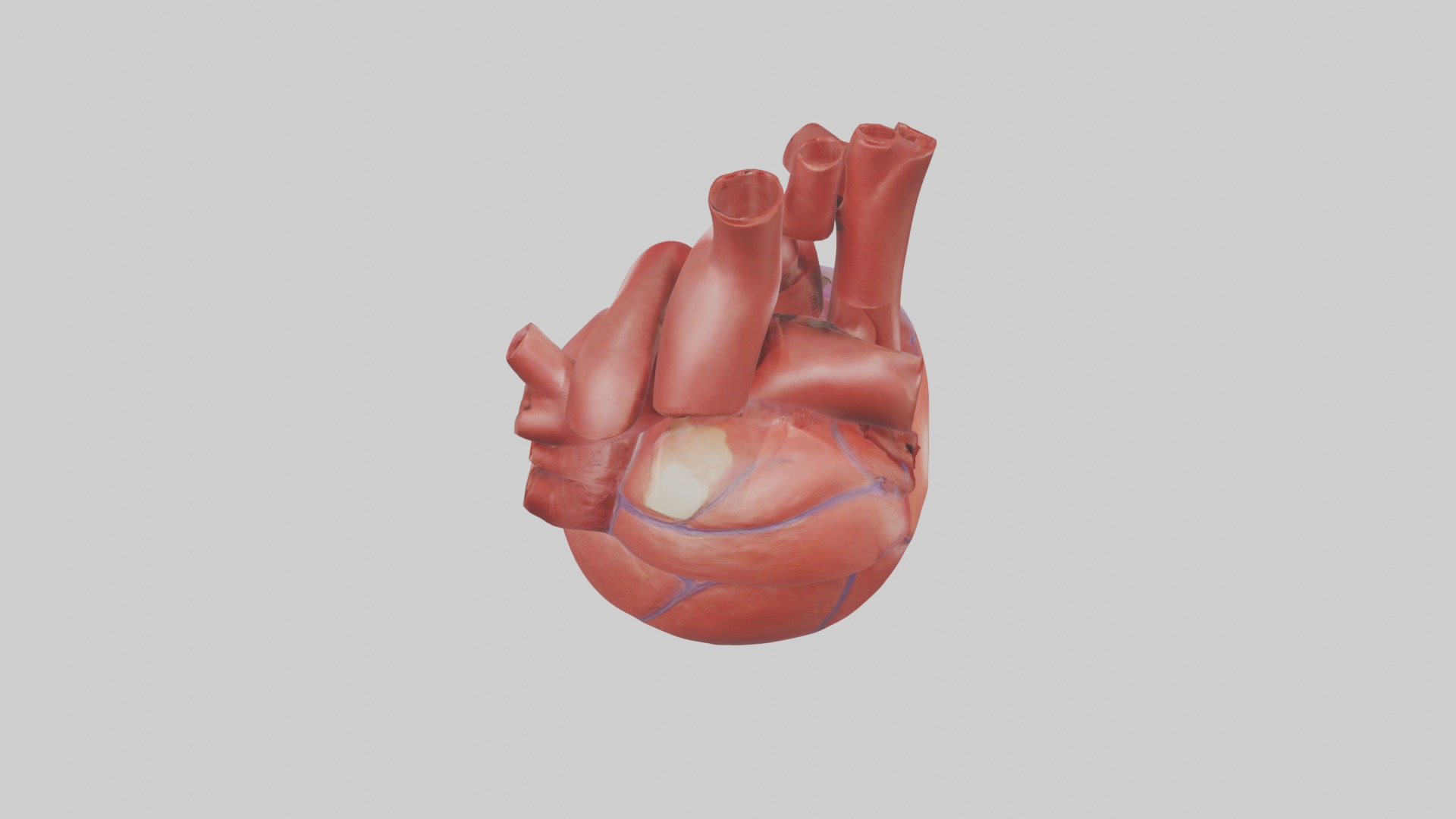Heart Model 1 Low-poly 3D model_9