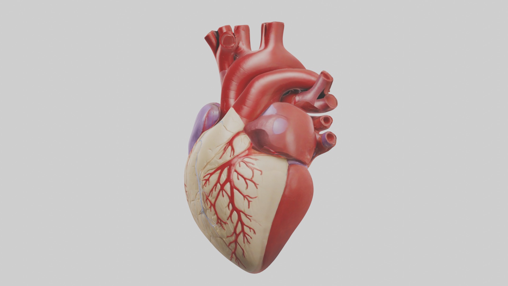 Heart Model 1 Low-poly 3D model_4
