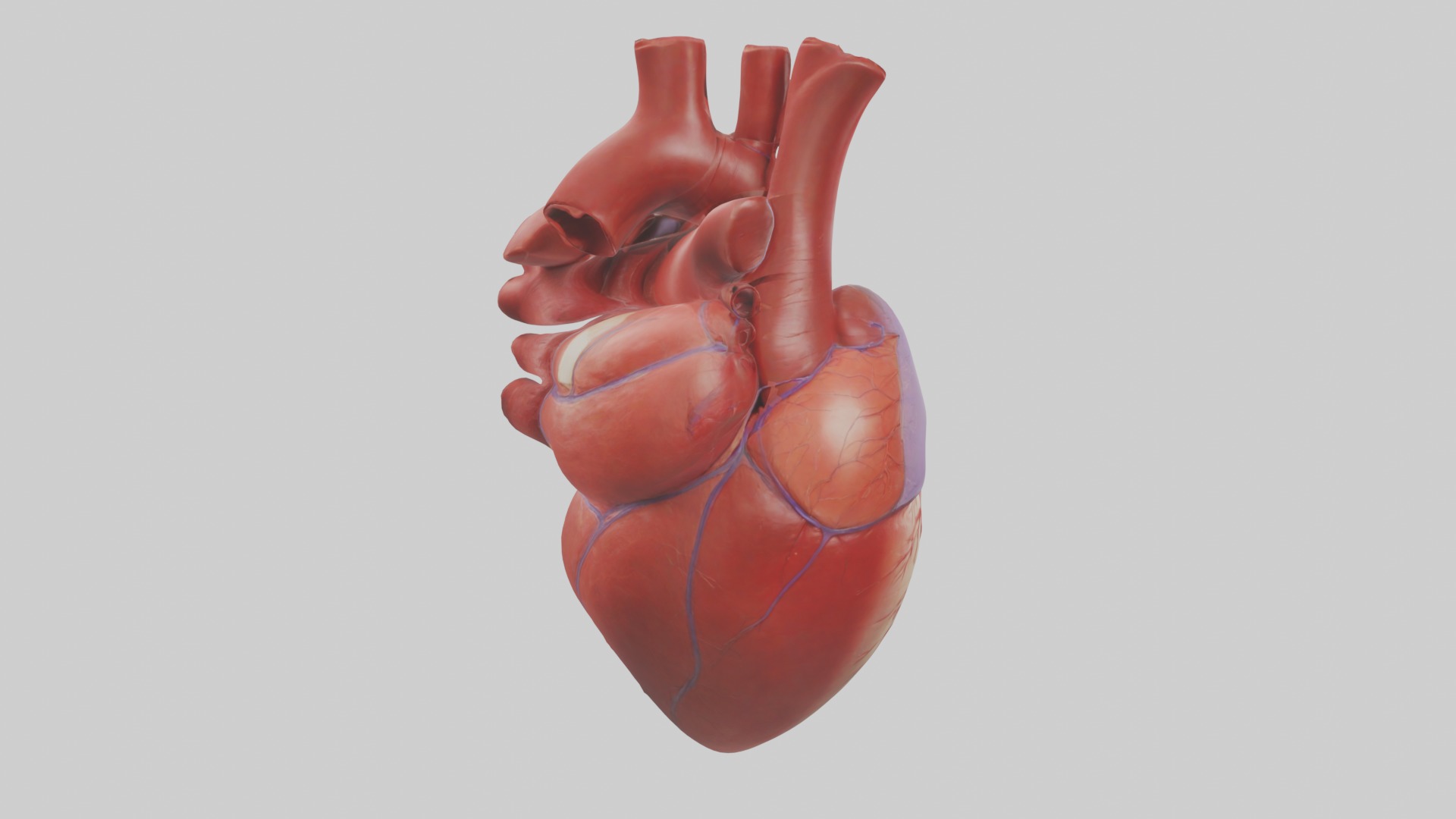 Heart Model 1 Low-poly 3D model_2