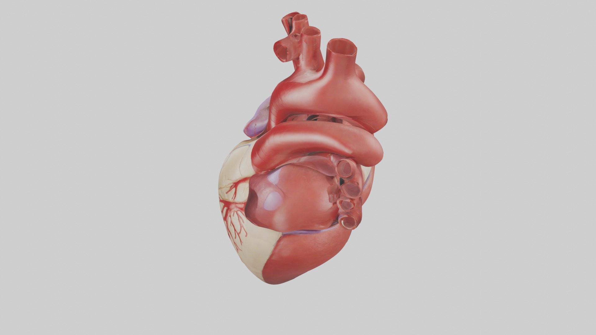 Heart Model 1 Low-poly 3D model_11