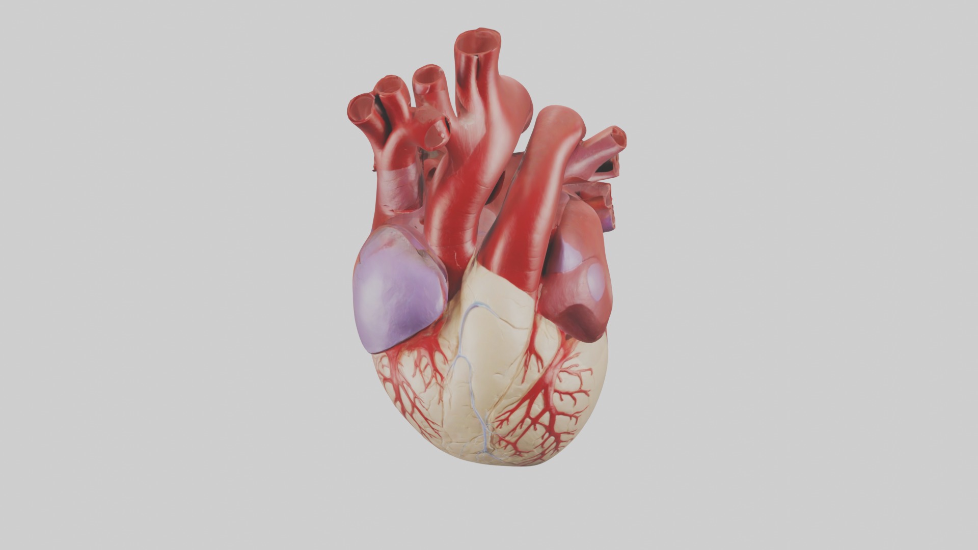 Heart Model 1 Low-poly 3D model_10