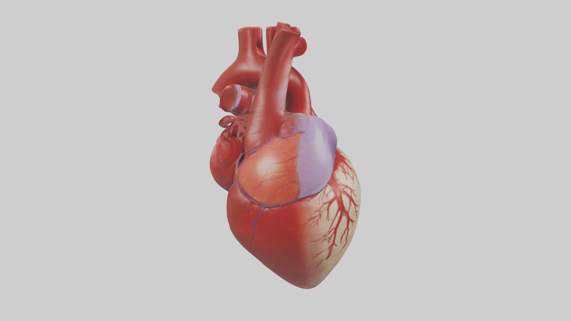 Heart Model 1 Low-poly 3D model_7