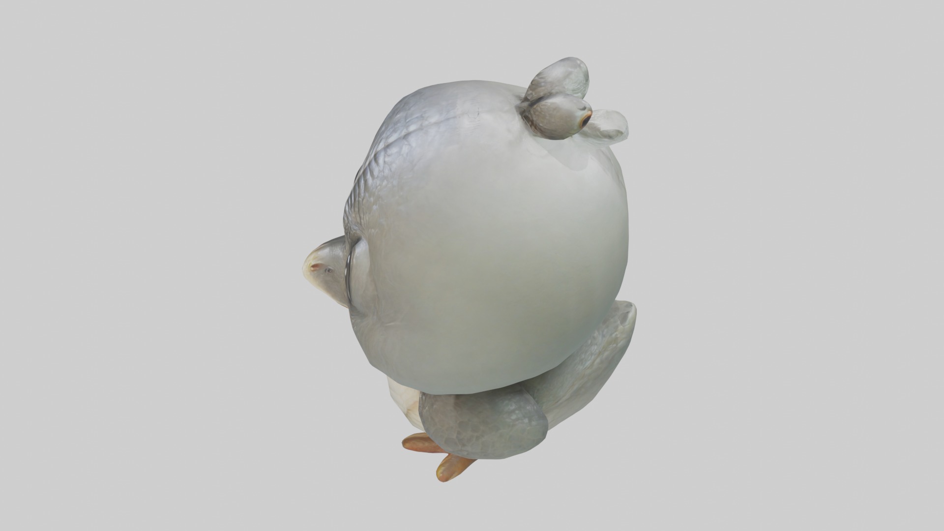 Hatchling Model Low-poly 3D model_11