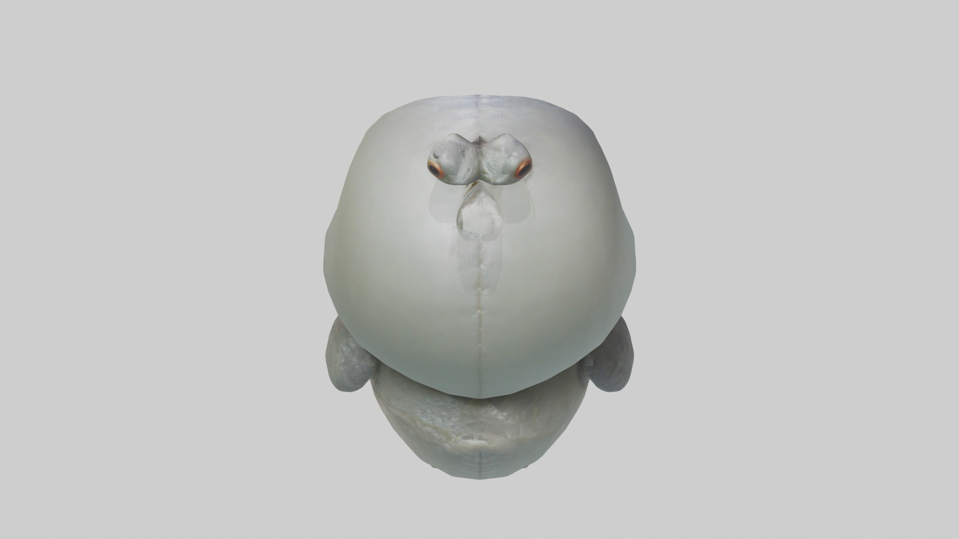 Hatchling Model Low-poly 3D model_9