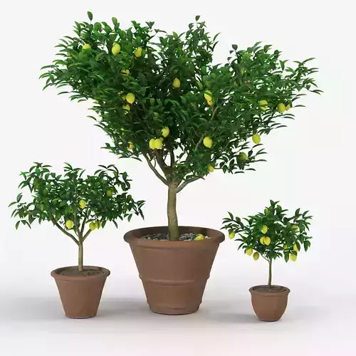 Lemon tree 3D model