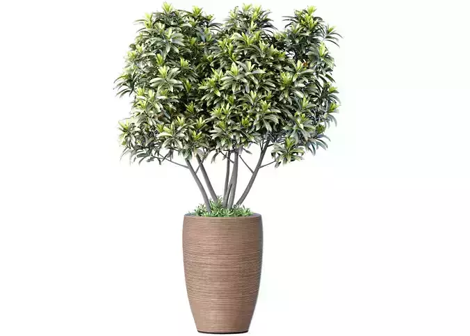 Decorative tree bush shrub in a modern high fluted vase