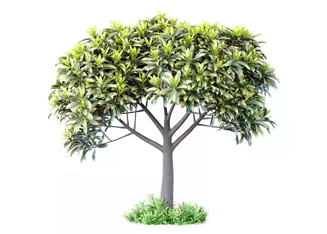 Outdoor garden plant tree shrub 3D model