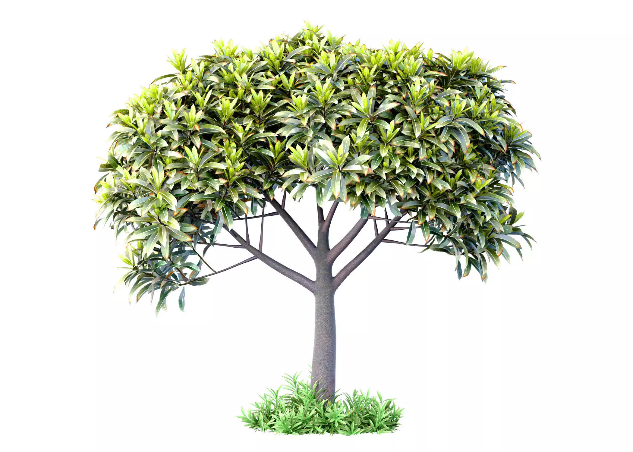 Outdoor garden plant tree shrub 3D model_0