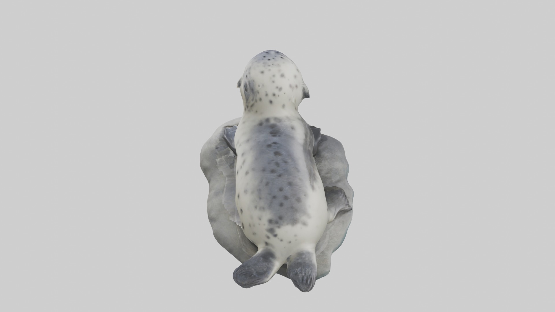 Harbor Seal Pup Model 1 Low-poly 3D model_9
