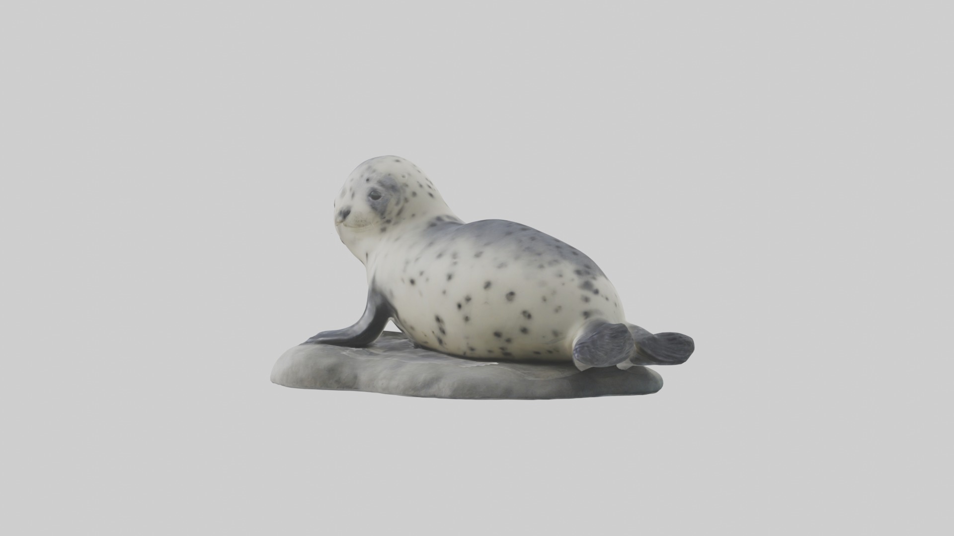 Harbor Seal Pup Model 1 Low-poly 3D model_1