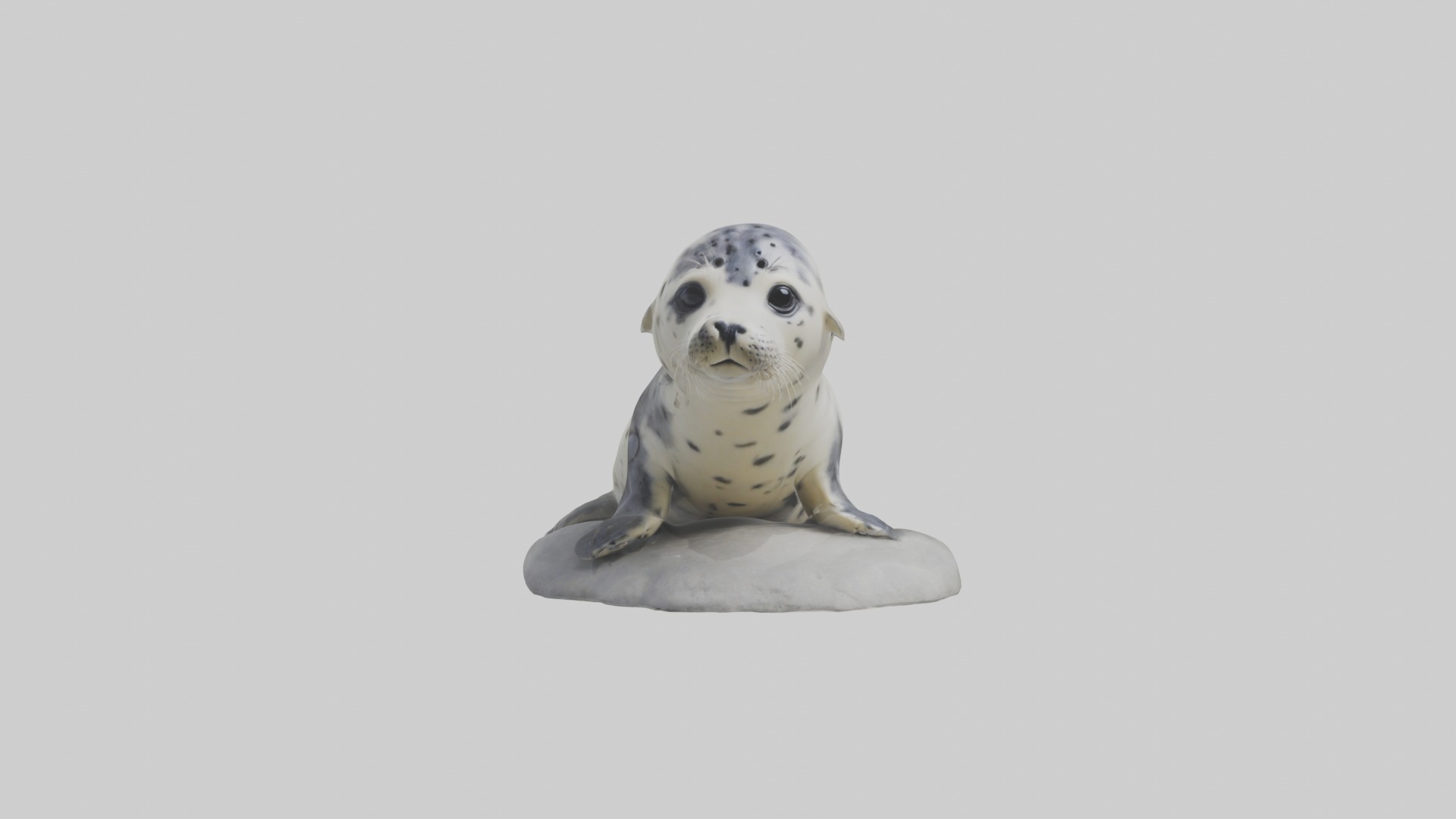 Harbor Seal Pup Model 1 Low-poly 3D model_3