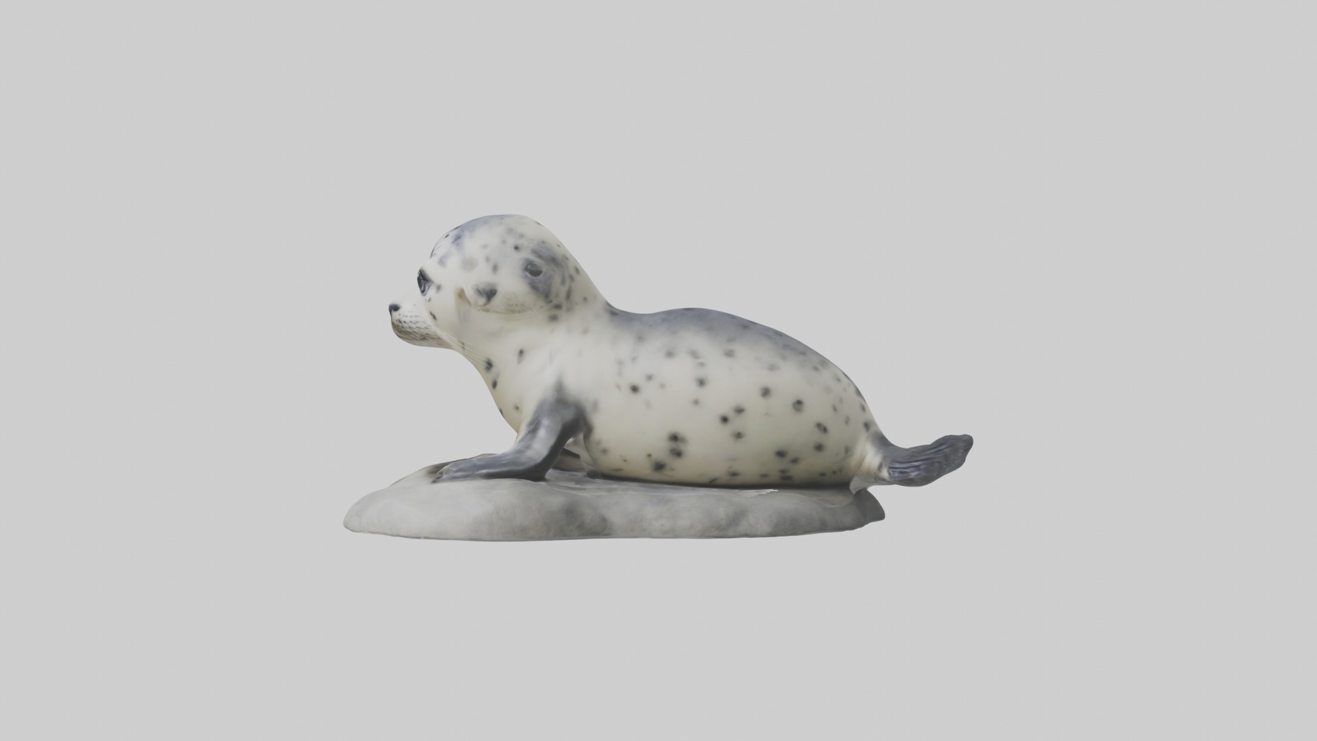 Harbor Seal Pup Model 1 Low-poly 3D model_6