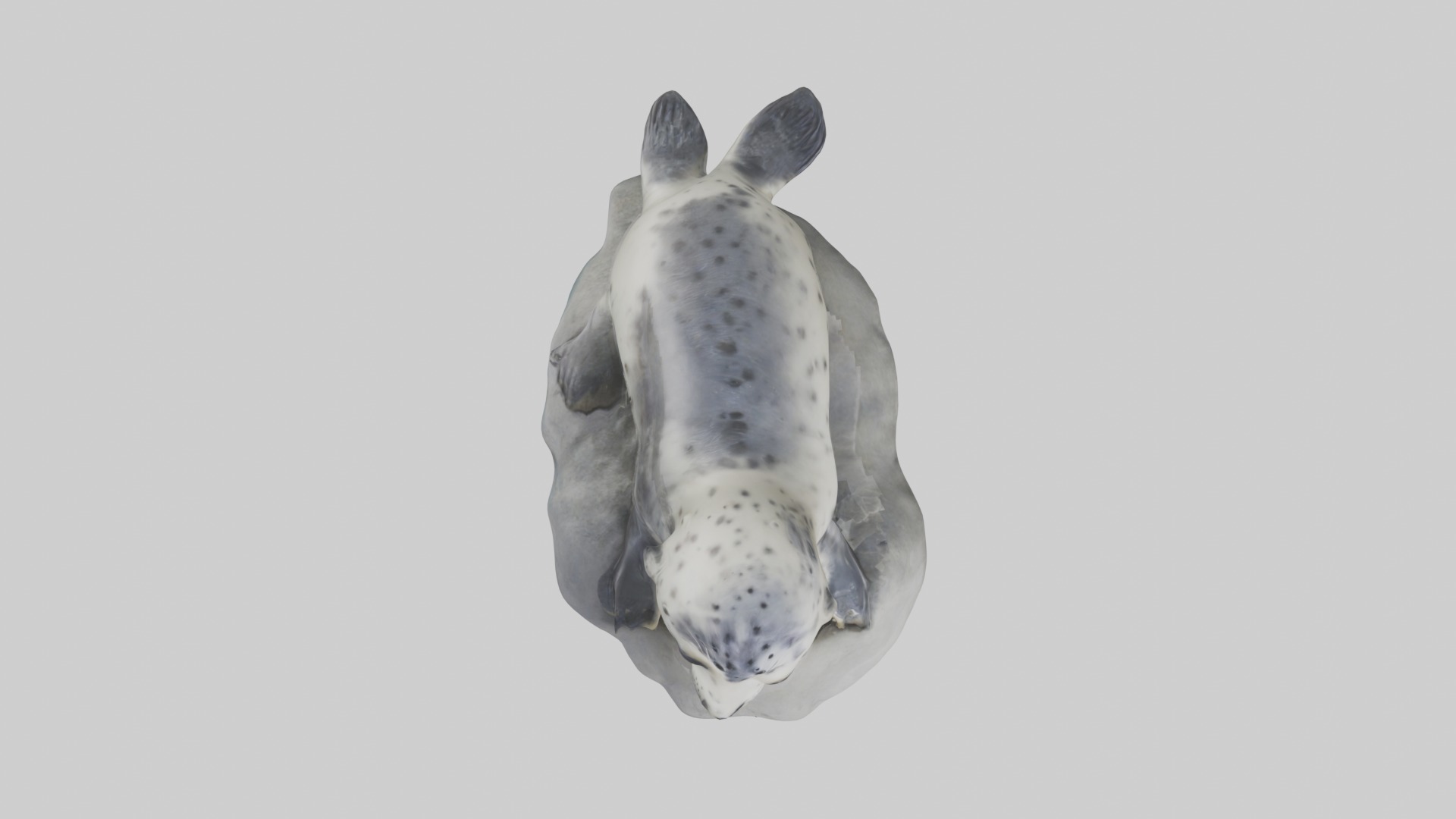 Harbor Seal Pup Model 1 Low-poly 3D model_8