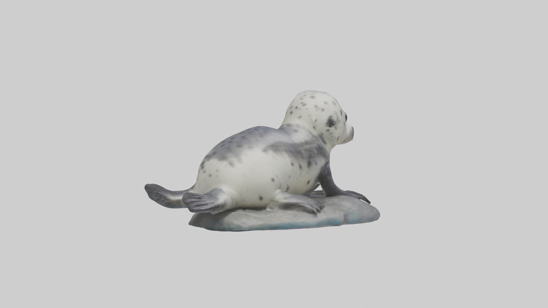 Harbor Seal Pup Model 1 Low-poly 3D model_2