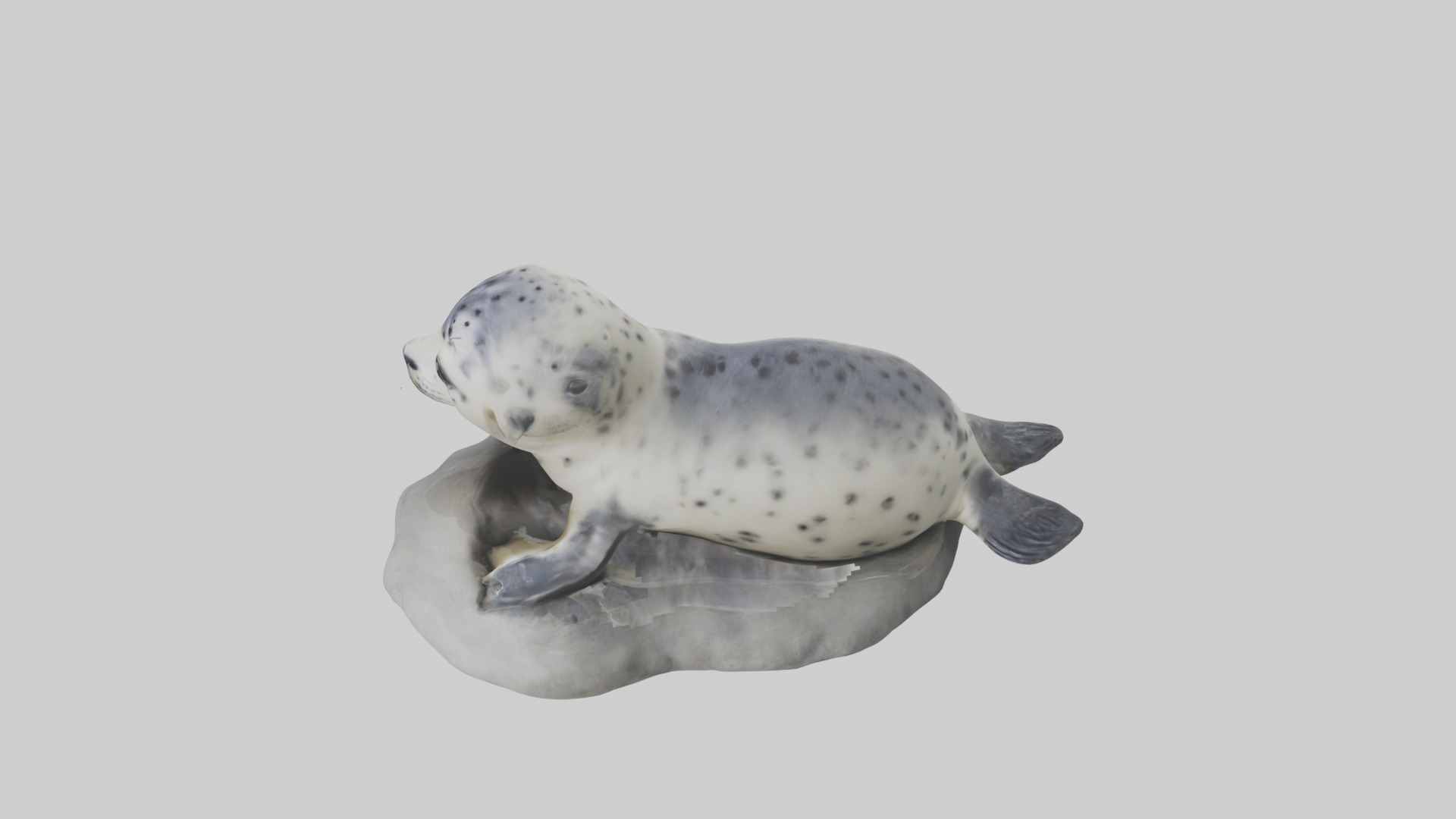 Harbor Seal Pup Model 1 Low-poly 3D model_11