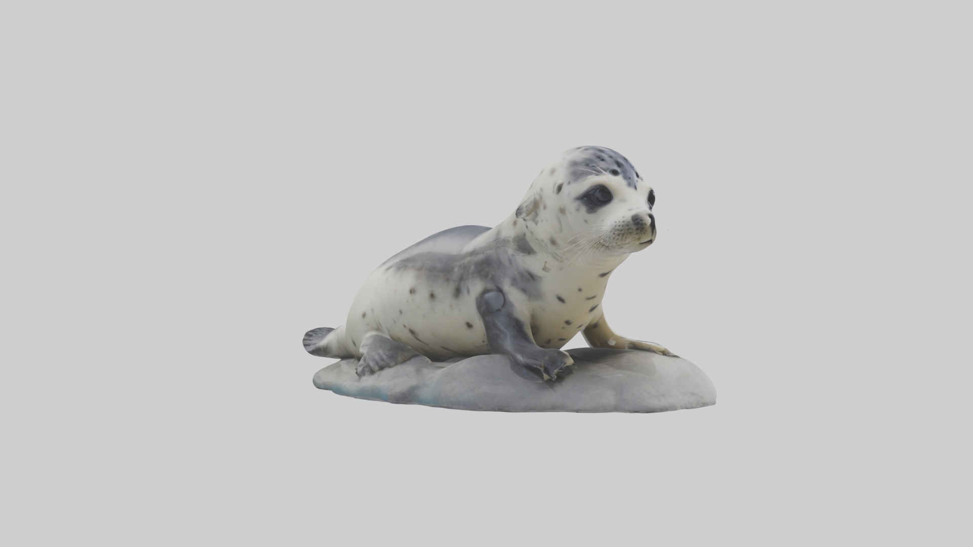 Harbor Seal Pup Model 1 Low-poly 3D model_5