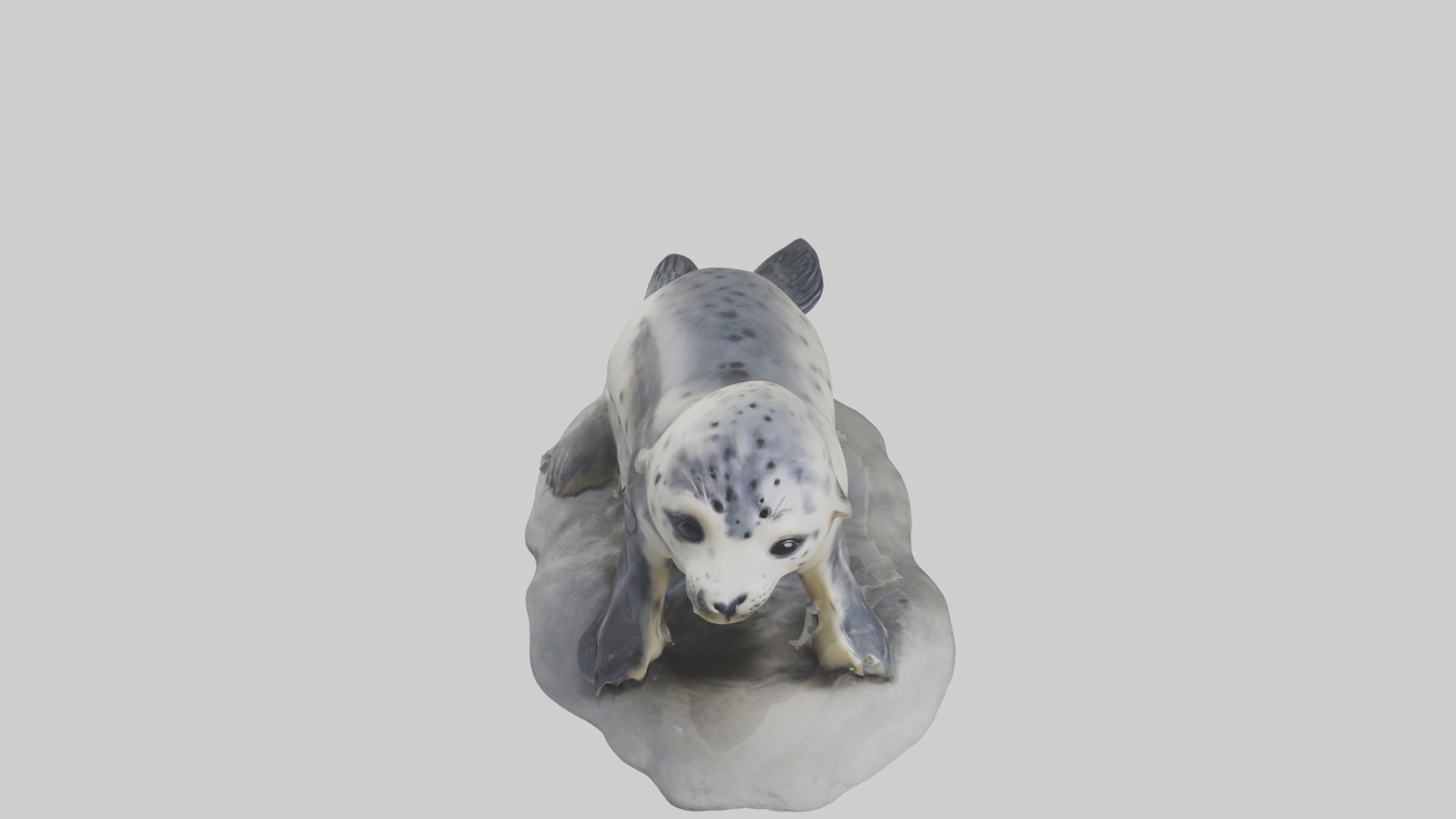 Harbor Seal Pup Model 1 Low-poly 3D model_10