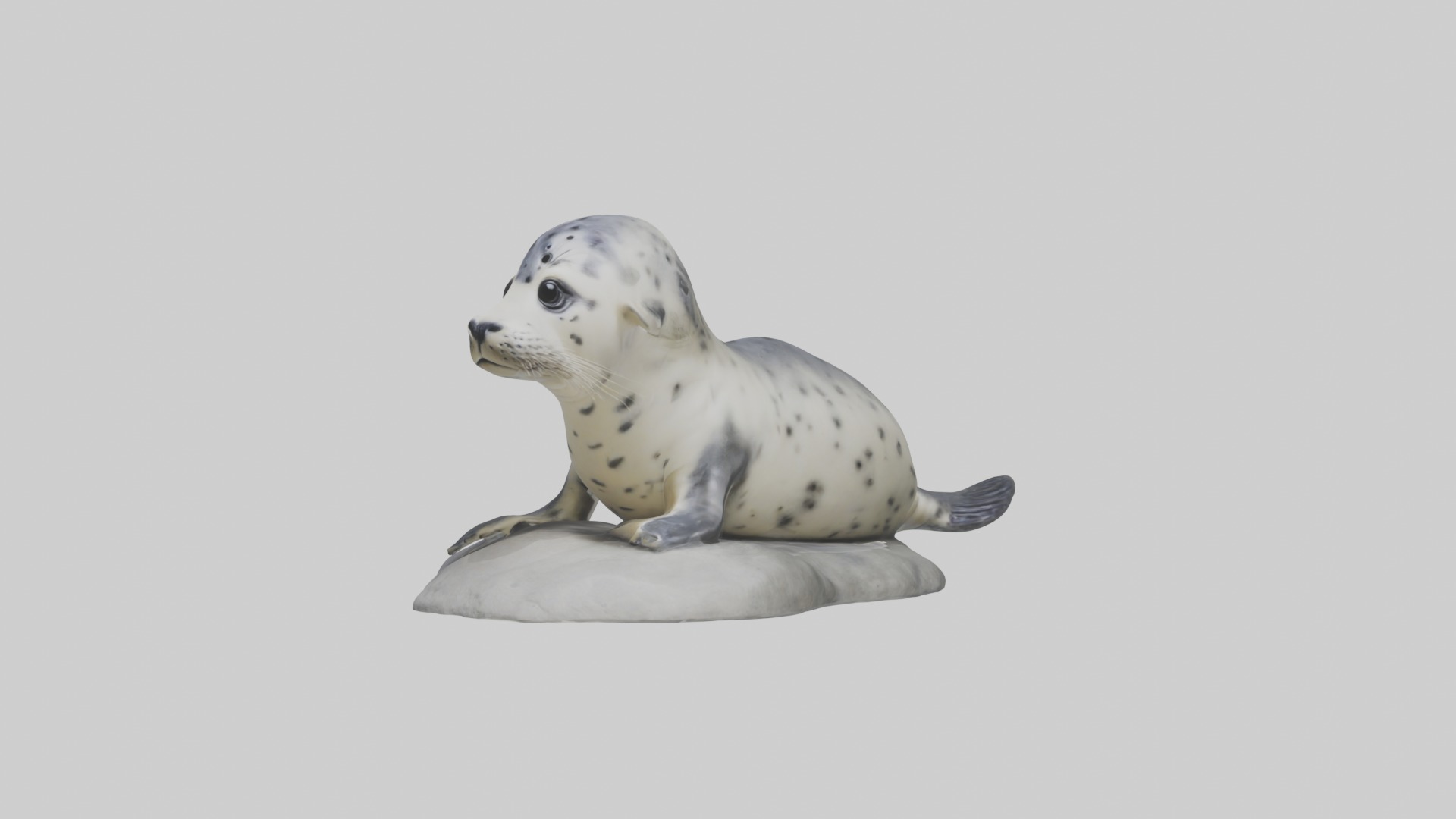 Harbor Seal Pup Model 1 Low-poly 3D model_4