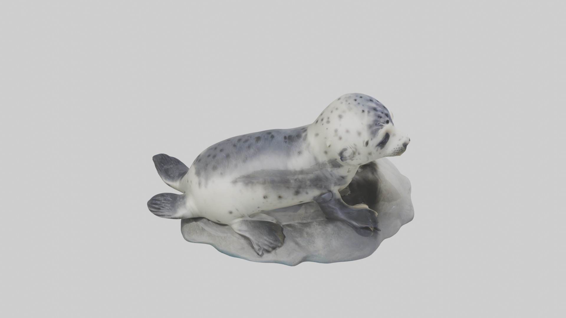 Harbor Seal Pup Model 1 Low-poly 3D model_12